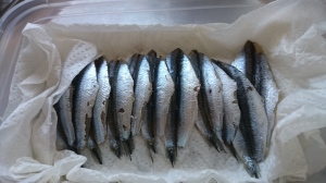 Prepared anchovies
